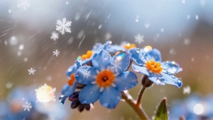 雪中蓝花