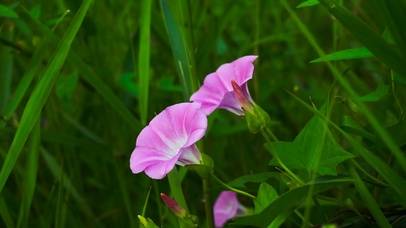 唯美的粉色喇叭花