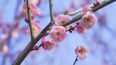 4K春天风景梅花盛开唯美花蕊