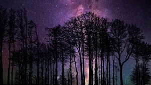 森林银河星夜