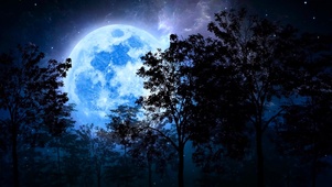 月夜树影