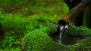 青苔溪流