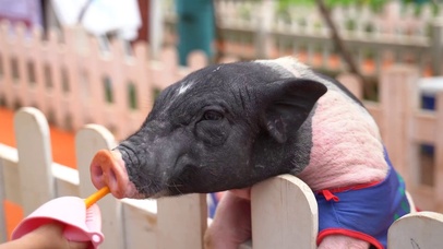 喂食宠物小猪