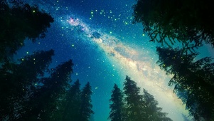 夜晚萤火虫星空