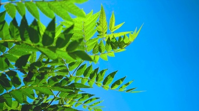 小清新绿色树荫