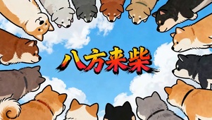 八方来柴