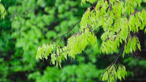 护眼雨中嫩叶