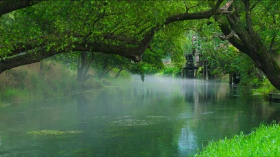 雾气护眼绿林流水