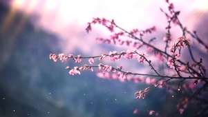 樱花树