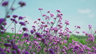 盛开的紫色花朵