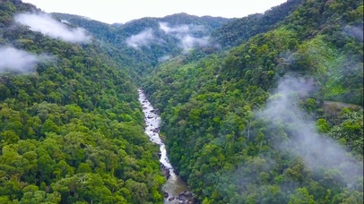 4K马达加斯加森林