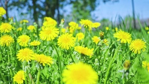 4K 高清 夏日的黄色蒲公英