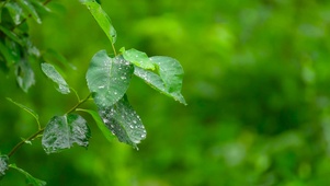 护眼雨中绿叶