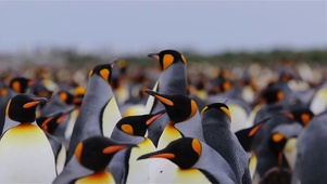 【4K实拍】美丽的南极皇帝企鹅