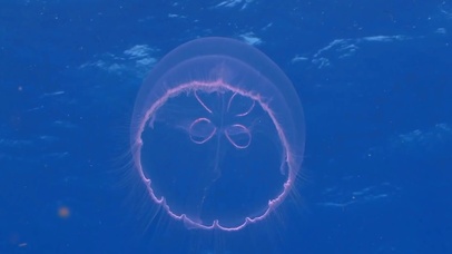 海藻