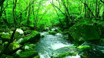 护眼绿林山涧溪流