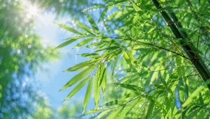 雨后青竹清新日光