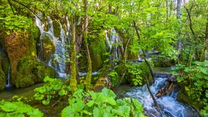 绿树流水