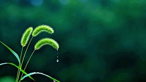 护眼治愈狗尾草4K
