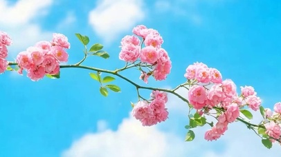 护眼小清新带鱼屏