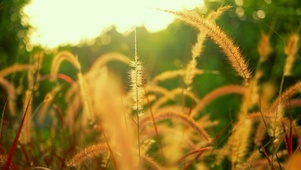 治愈夕阳狗尾草4K