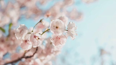 4k唯美小清新自然盛开樱花树