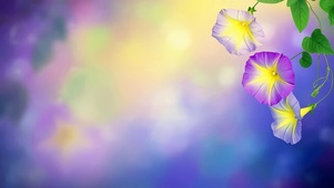 唯美梦幻紫色牵牛花