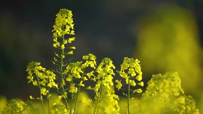 油菜花摇曳