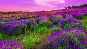 蝴蝶花海