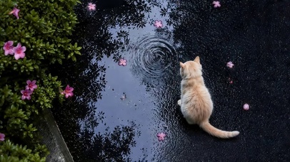 雨天落花猫咪