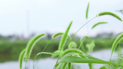 狗尾巴草