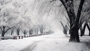 美丽雪景