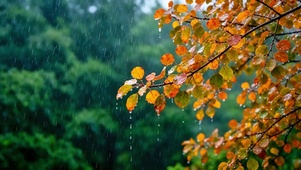 治愈秋叶小雨4K