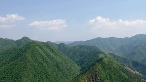 护眼绿林