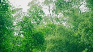 护眼雨天绿竹林