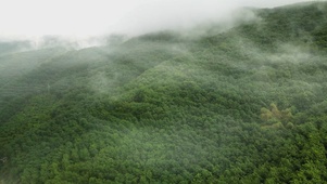 雨林云雾