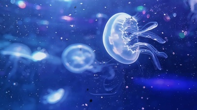深海拾光