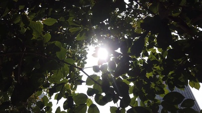 4K树叶下春天的阳光