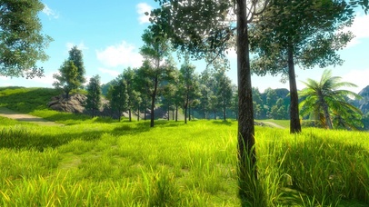 唯美早上的深林