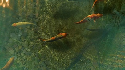 清澈浅塘锦鲤金鱼