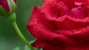 护眼花朵带鱼屏