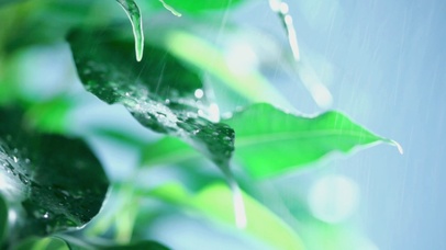 绿叶滴水【2K工作专用白噪音】