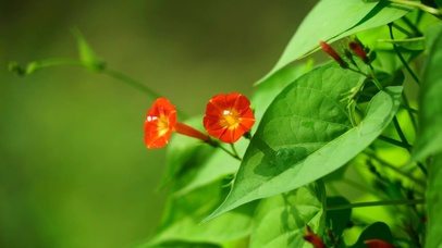 4K超美红色喇叭花