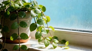 小清新盆栽