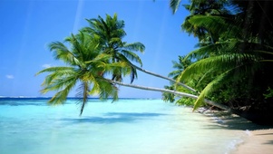 唯美海边阳光椰子树