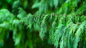 治愈型雨