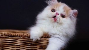 可爱小猫