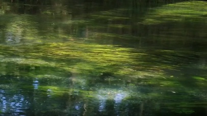 水草