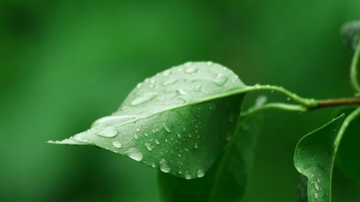 树叶上的雨滴