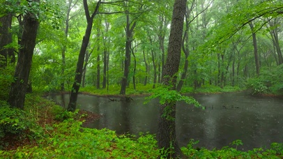 护眼绿林雨景